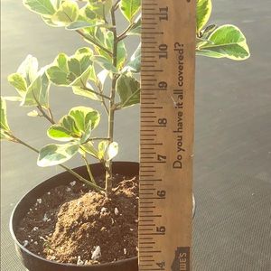 Other - COPY - Variegated Ficus Triangularis Other - COPY - Variegated Ficus Triangularis